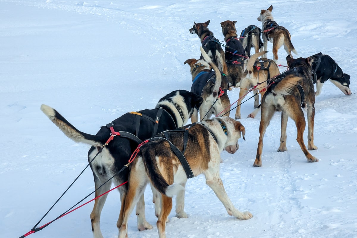 Dog sledding, Megève